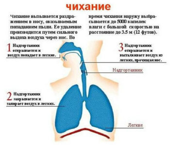 Почему люди часто чихают два раза подряд? наука,организм,человек