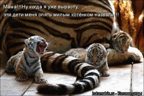 Детская котоматрица (17 шт)