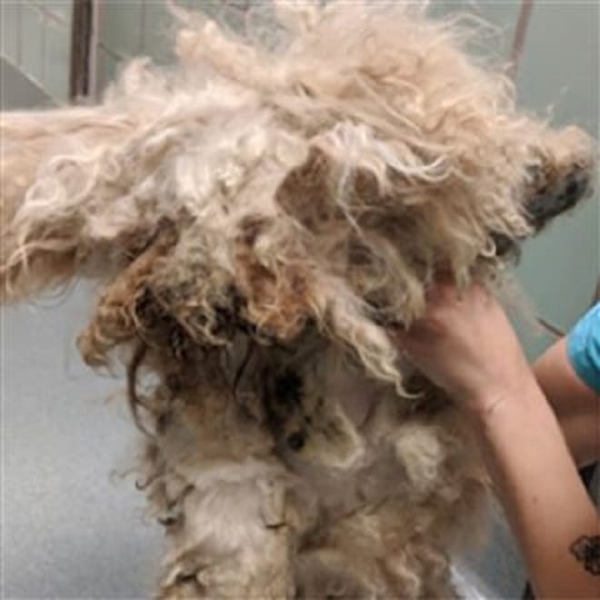 Грязный пес