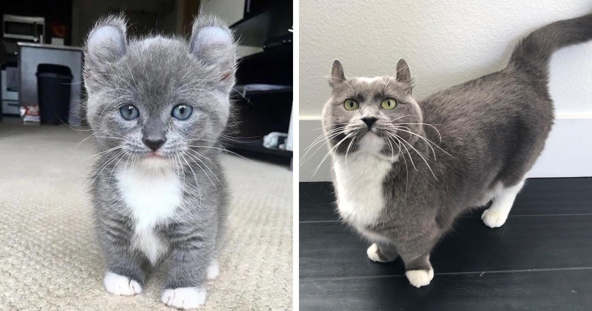 Самые маленькие породы кошек: какие они?