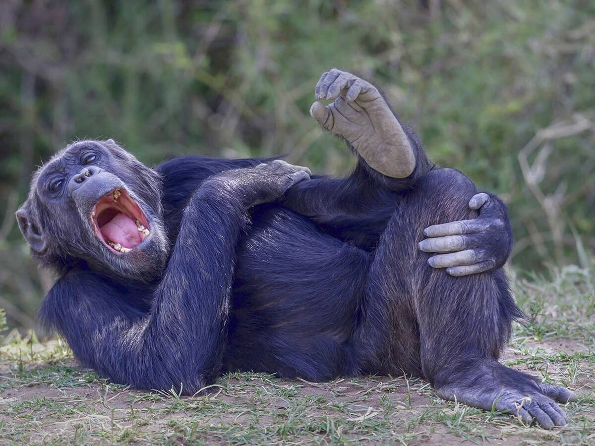 Смеющийся шимпанзе в Кении