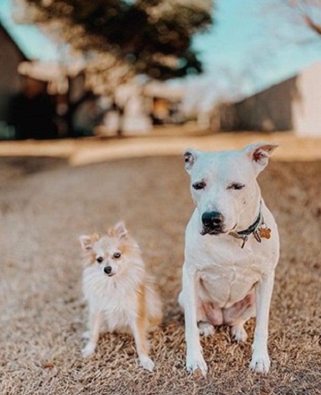 Собаки сидят