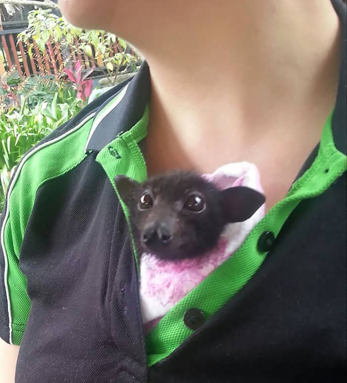 Adorable Bats