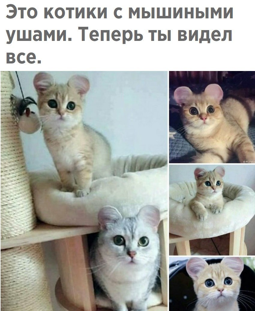 Кошки с круглыми ушами