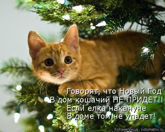Котоматрица: Говорят, что Новый Год В дом кошачий НЕ ПРИДЕТ!!! Если елка накануне В доме том не упадет!