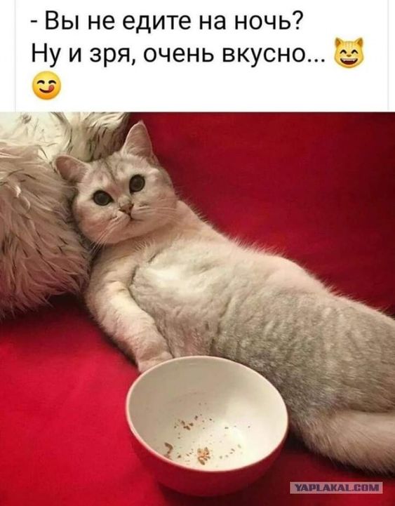 Самые лучшие шутки для отличного настроения Самые лучшие шутки для отличного настроения