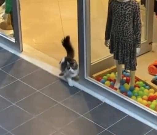 Парень видел, что кошка что-то завороженно рассматривает в витрине магазина. Через минуту она уже была внутри не всё так грустно