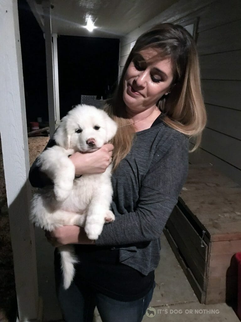 Adorable Great Pyrenees puppy
