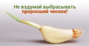 Никогда не выбрасывайте полежавший проросший чеснок