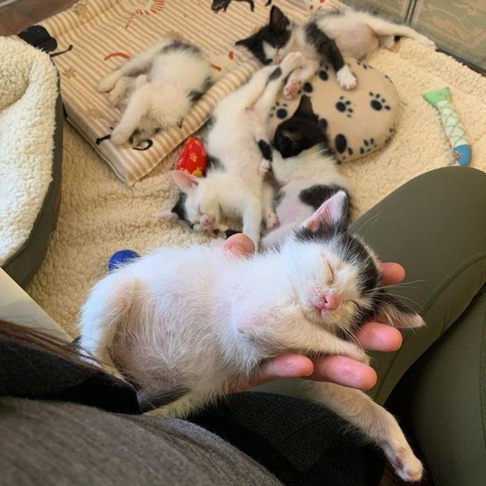 Без кота и жизнь не та