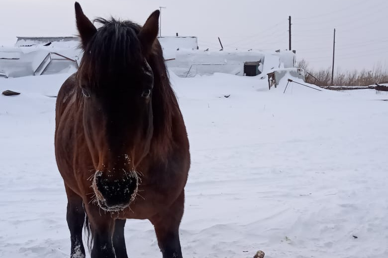 В Красноярском крае после ликвидации совхоза бросили умирать коня