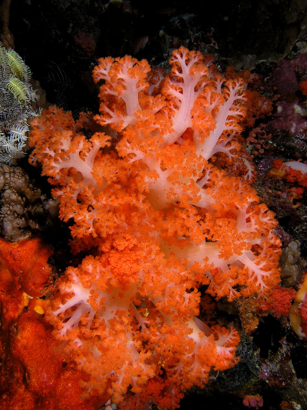 Кораллы — древнейшие существа на Земле природа,Путешествия,фото