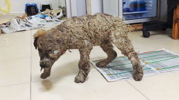 puppy-covered-clue-rescued-pascal-9