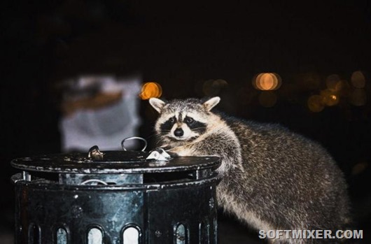Что канадцу хорошо, то русскому не понять 