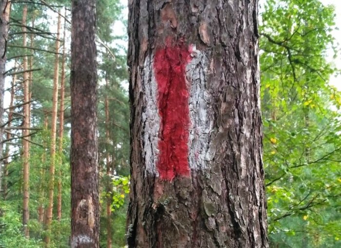 Отметки на деревьях в лесу: кто и зачем их рисует?