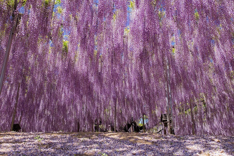 Самая крупная глициния в парке Асикага, Япония. Фото