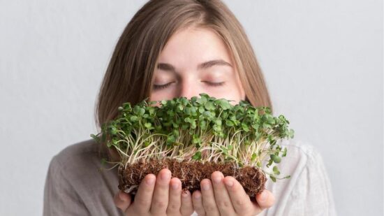 6 рекордсменов по витаминам среди микрозелени, они прекрасно растут на подоконнике