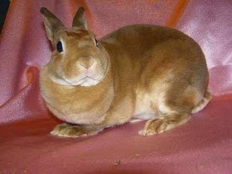 Выбираем декоративного кролика супер