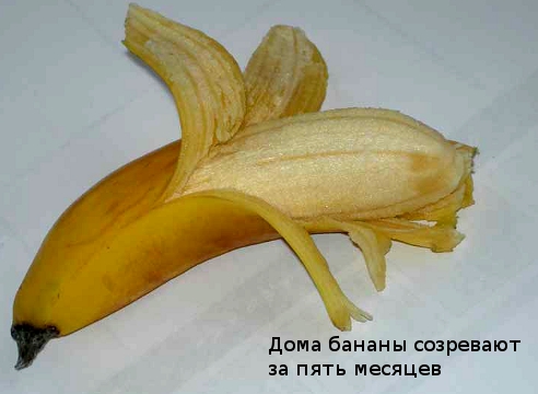 Банан: как получить урожай в комнатных условиях банана, можно, банан, Cavendish, бананов, растение, бананы, цветочных, отпрыск, квартире, которые, ризома, условиях, будет, нужно, сорта, горшок, Обычно, таких, могут
