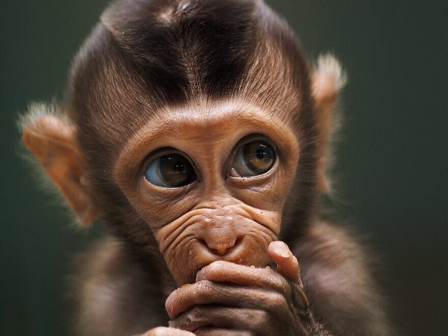 25 трогательных фото животных, вызывающие умиление, улыбку и страх