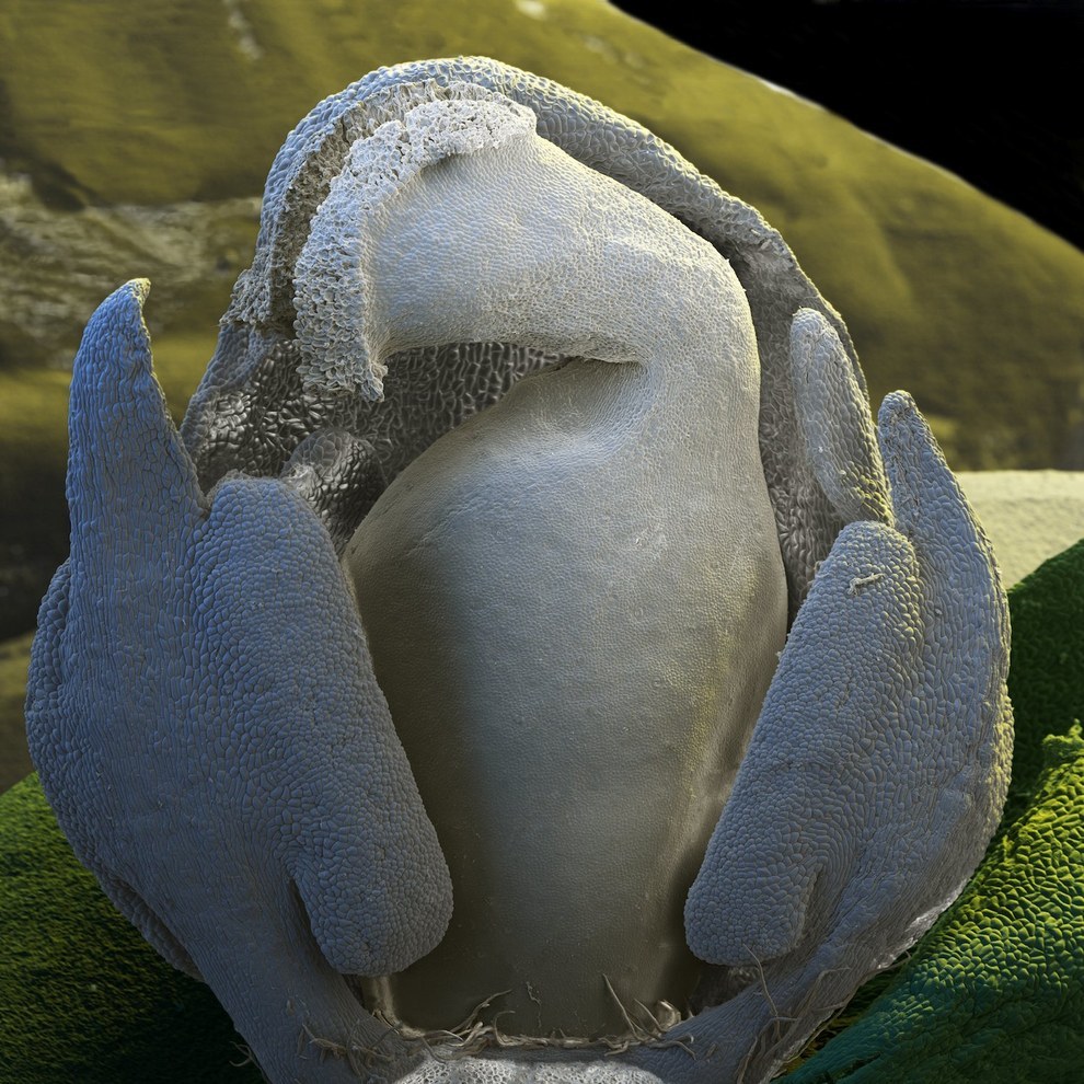 Чужие: цветы под микроскопом Чужие: цветы под микроскопом природа