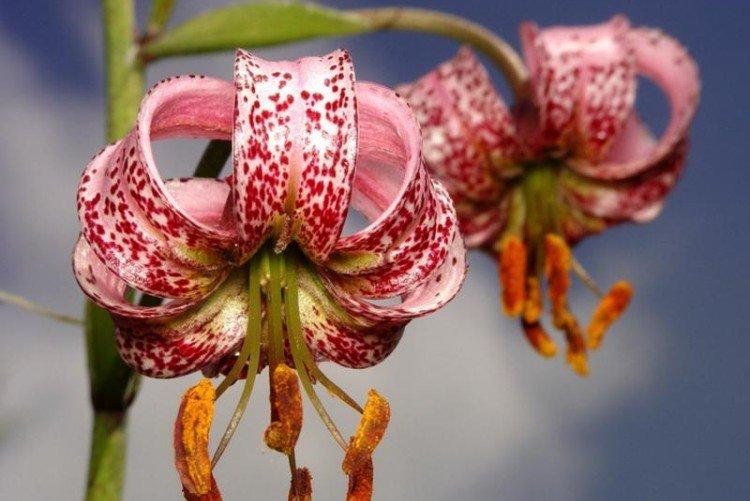 Лилия: виды, уход и посадка цветка в открытом грунте дача,сад и огород,цветоводство