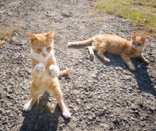 Фотоприколы дня!