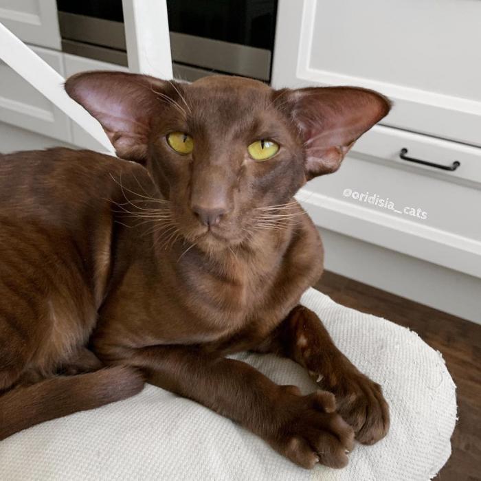 Породы домашних кошек, о которых знают не все Породы домашних кошек, о которых знают не все прикольные картинки,фото приколы,шикарные фотографии