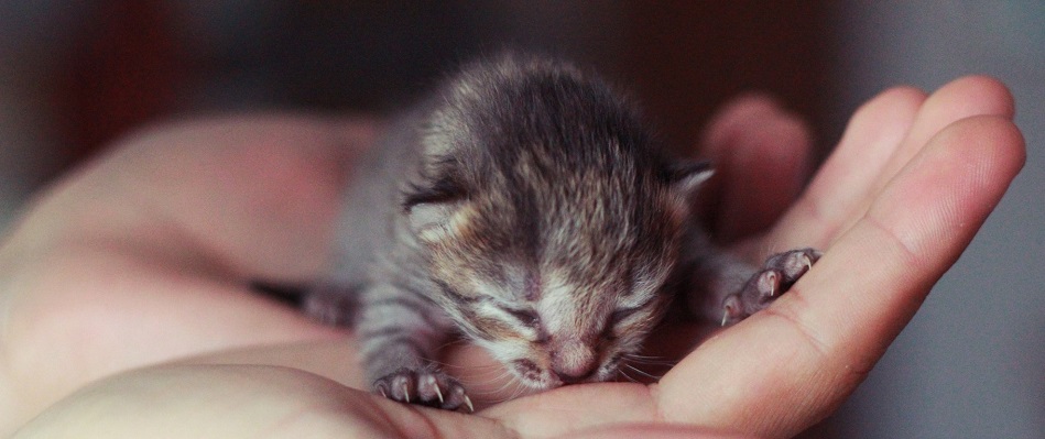 Я - "собачник"... Таня  тоже "собачник"