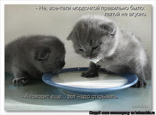 Свежая котоматрица  смешные картинки
