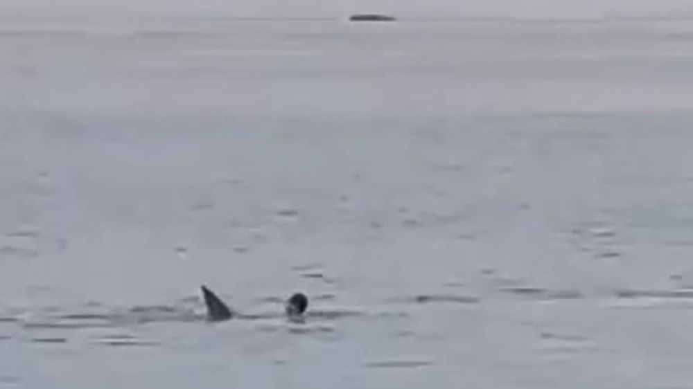 Растерзавшую россиянина возле побережья Хургады акулу поймали и сняли на видео