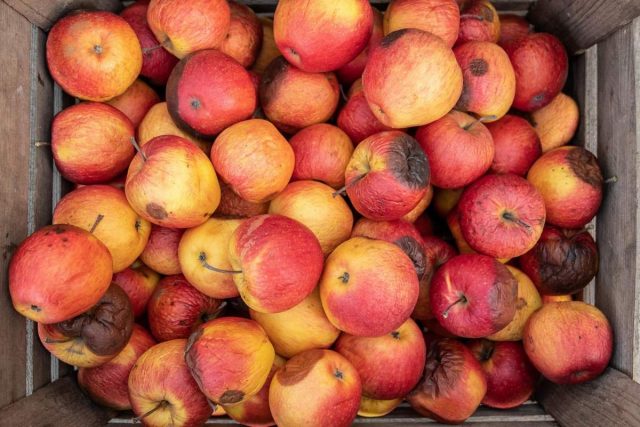 5 секретов длительного хранения яблок яблоки, яблок, хранения, стоит, можно, только, лучше, плодов, урожая, сохранить, сорта, нужно, ящики, сбора, легко, самый, хранение, Яблоки, сразу, прохладное