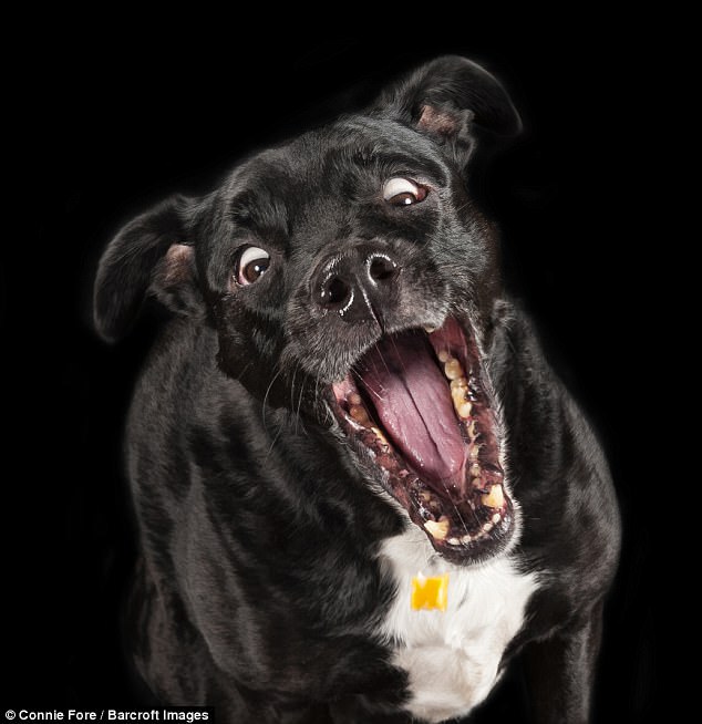 Милейшие создания на Comedy Pet Photography Awards