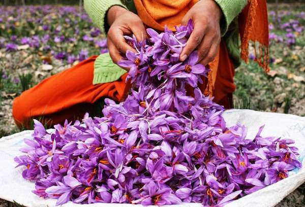 Излюбленный антидепрессант средневековых монахинь шафран