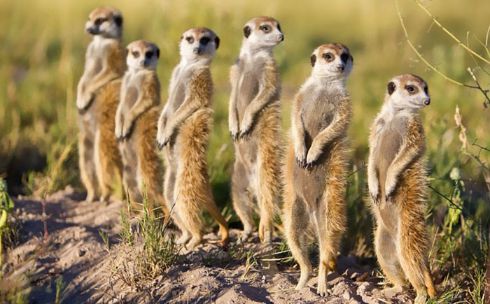 The Meerkat Dolls