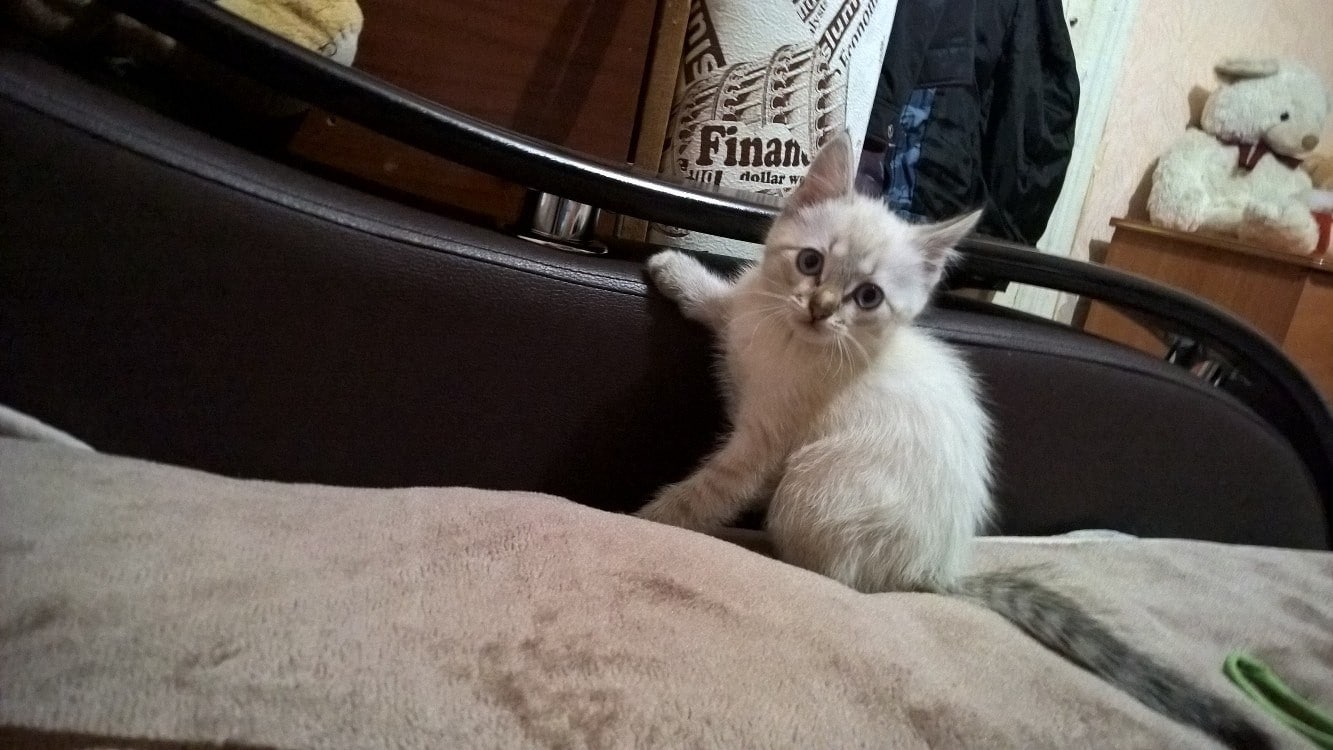 дом для котят котенок на кровати