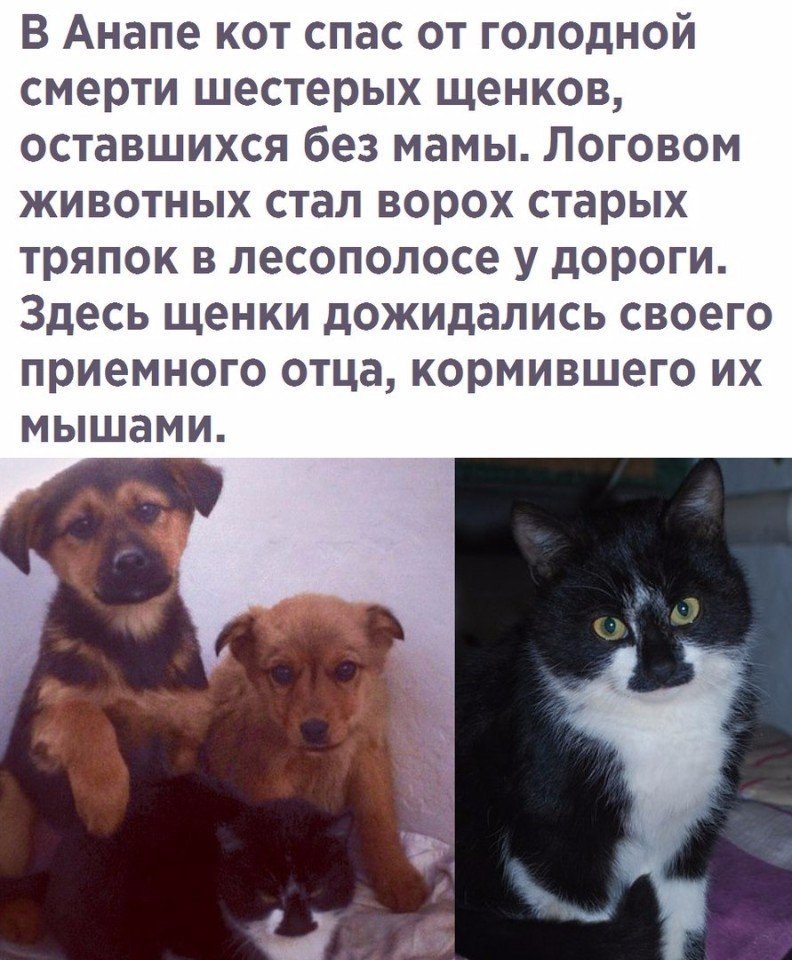 Приемный отец