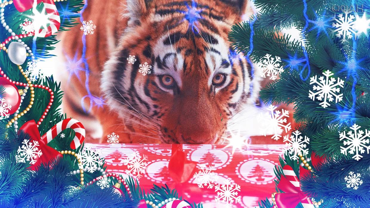 Почему так важно правильно встретить китайский Новый год Тигра, который наступит 1 февраля 2022-го Общество