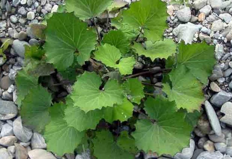 Простое растение избавило меня от мучения!