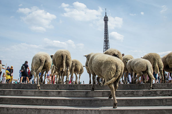Перегон овец в Париже