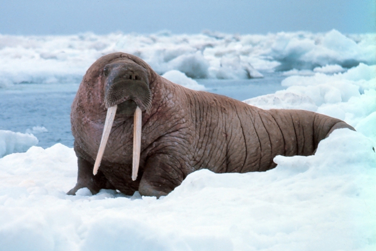«Знакомство» с моржом обошлось норвежскому туристу в 100 тысяч