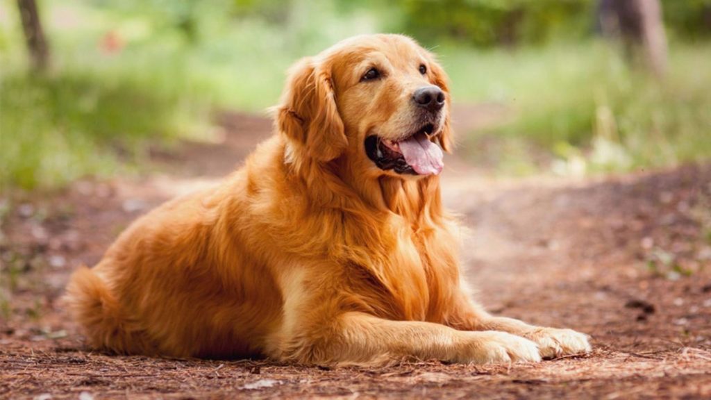 Топ 7 Лучших пород собак для начинающих собаководов домашние животные,наши любимцы,собаки