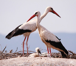 ФОРМУЛА ЛЮБВИ: 5 ФАКТОВ, КОТОРЫЕ НЕ ПОНРАВЯТСЯ РОМАНТИКАМ ФОРМУЛА ЛЮБВИ: 5 ФАКТОВ, КОТОРЫЕ НЕ ПОНРАВЯТСЯ РОМАНТИКАМ