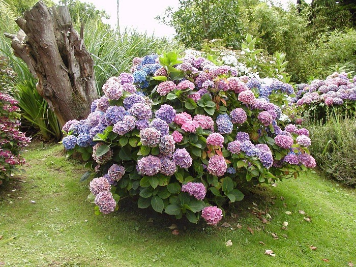 гортензия садовая дома