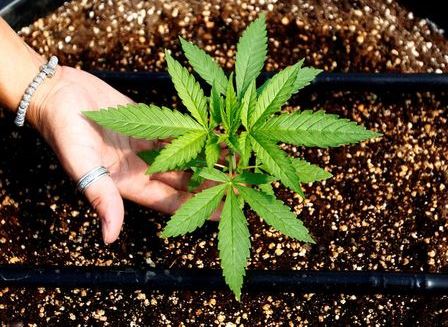 A worker checks cannabis plants at a medical cannabis farm near Kumanovo, North Macedonia September 13, 2019.Picture taken on September 13,2019.REUTERS/Ognen Teofilovski