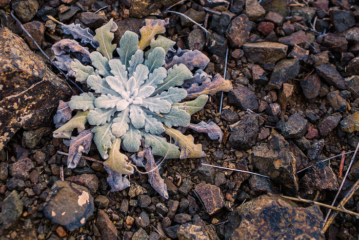 Краски горного Алтая: неожиданно и нереально Краски горного Алтая: неожиданно и нереально