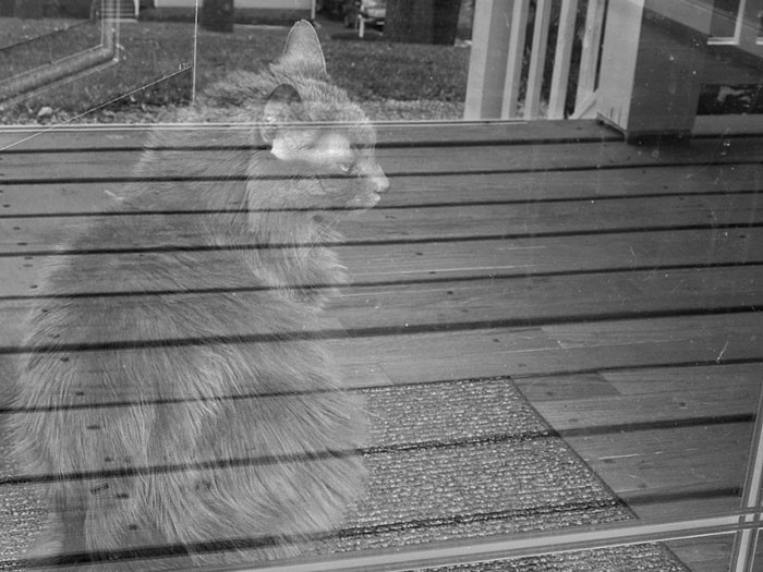 Кот-призрак: путь са-мур-ая обман зрения, оптические иллюзии, отражения