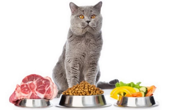 Чем кормить шотландскую прямоухую кошку? Корм для шотландских прямоухих  котят в 2 месяца, особенности смешанного питания. Как правильно кормить  беременных кошек и кастрированных котов?