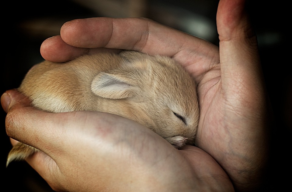 К чему снятся кролики во сне женщине. Маленькие кролики. Кролик на ладошке. Маленький зайчик в руке. Зайчонок в руках.