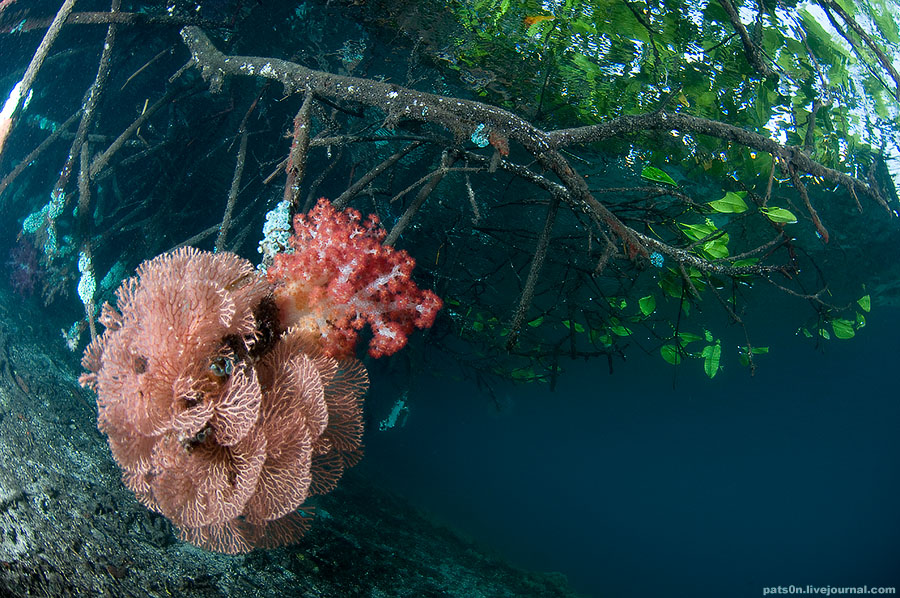 Фотография: Волшебный мир архипелага Раджа Ампат №23 - BigPicture.ru